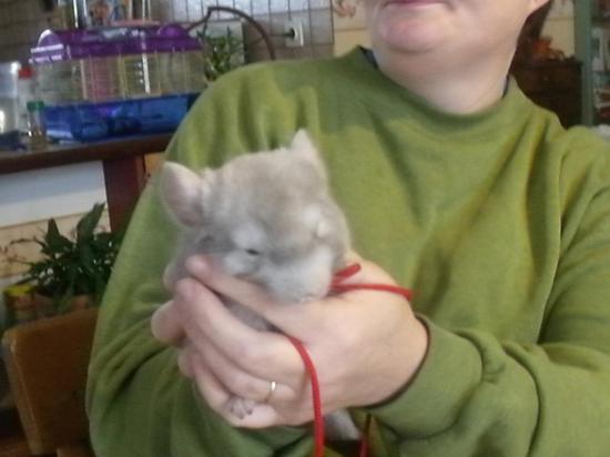 mon chinchilla